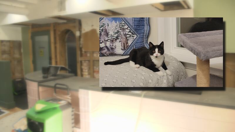 Roller the cat and the interior of the Purrfect Bean