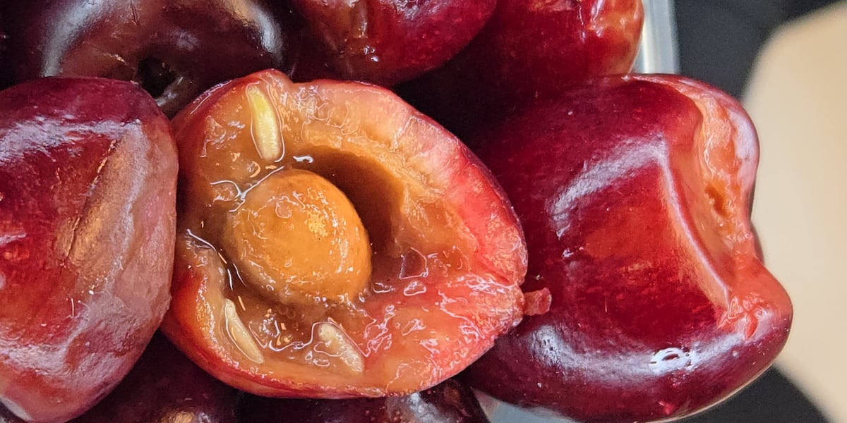 CBP intercepts cherries infested with invasive pest at Detroit airport