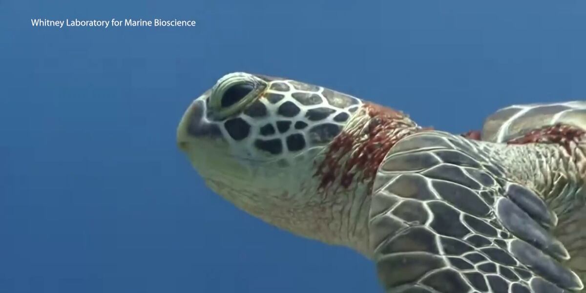 Conecting Turtle Connecting Kids to Conservation: The Sea Turtle’s Tale