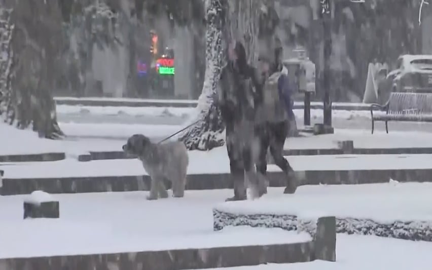 Pet safety during cold weather