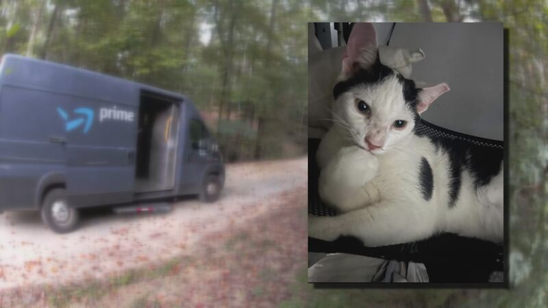 Twitch the cat and delivery van