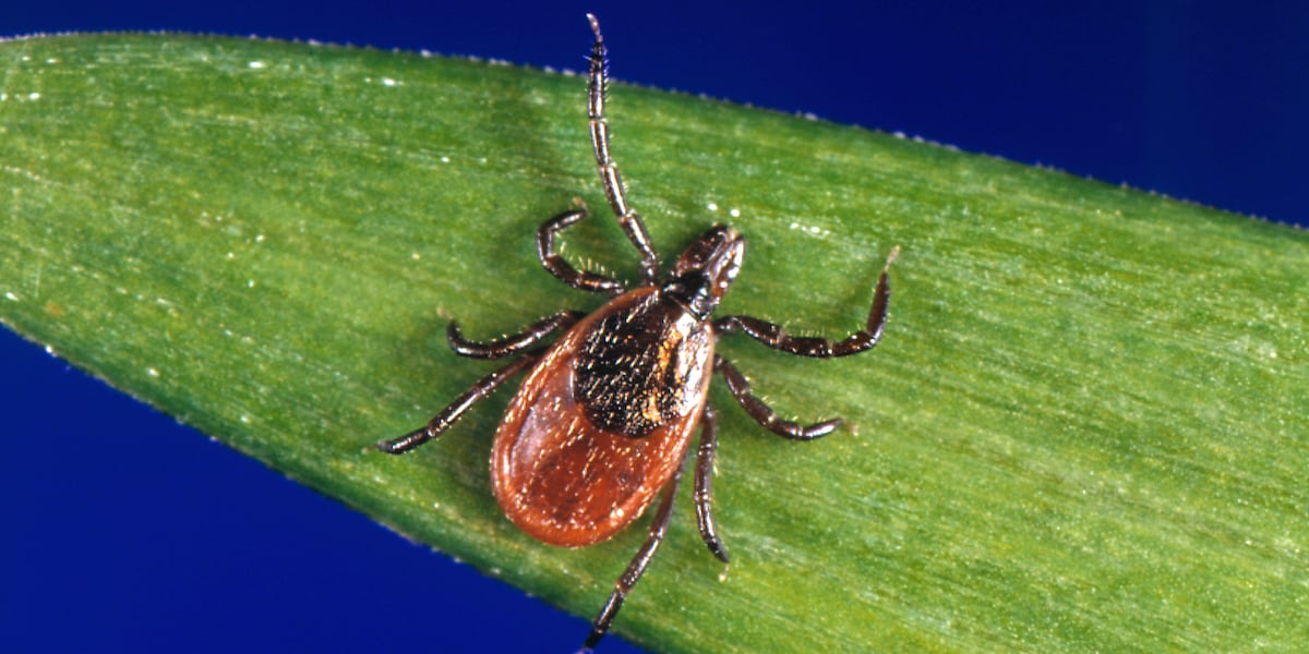 Genesee Co. Health Dept. wants people to report tick sightings