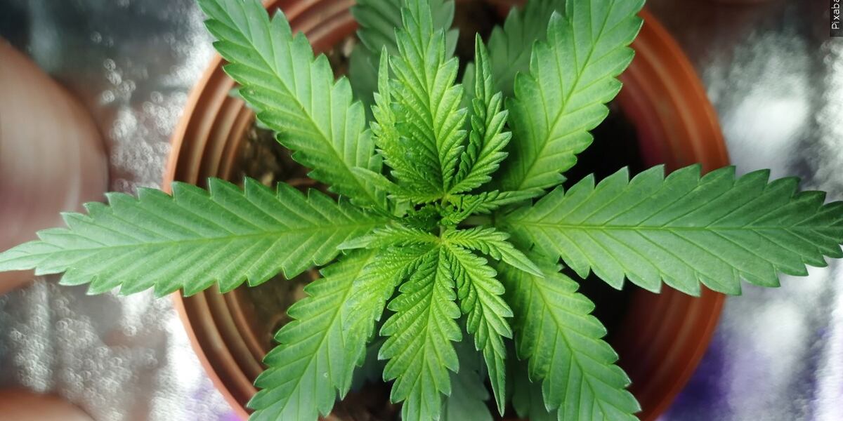 Two arrested for running black-market marijuana operations, stealing electricity