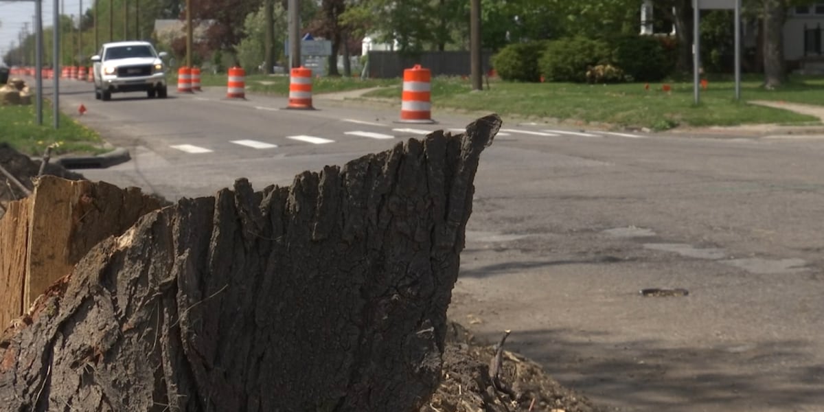 Residents speak on tree removal in preparation for State Street ...