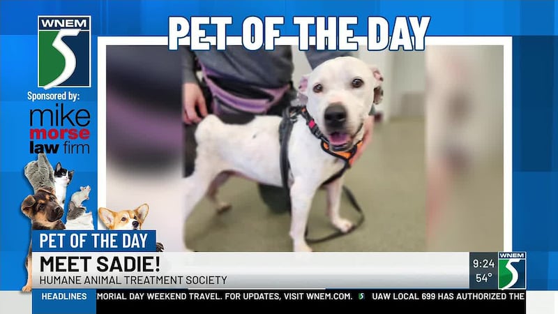 You can contact the Humane Animal Treatment Society in Isabella County about adopting Sadie by...