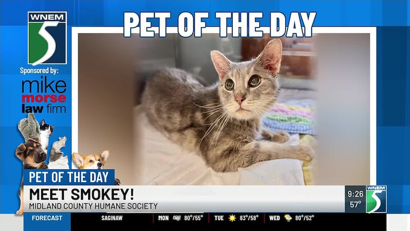 You can contact the Humane Society of Midland County about adopting Smokey by calling...