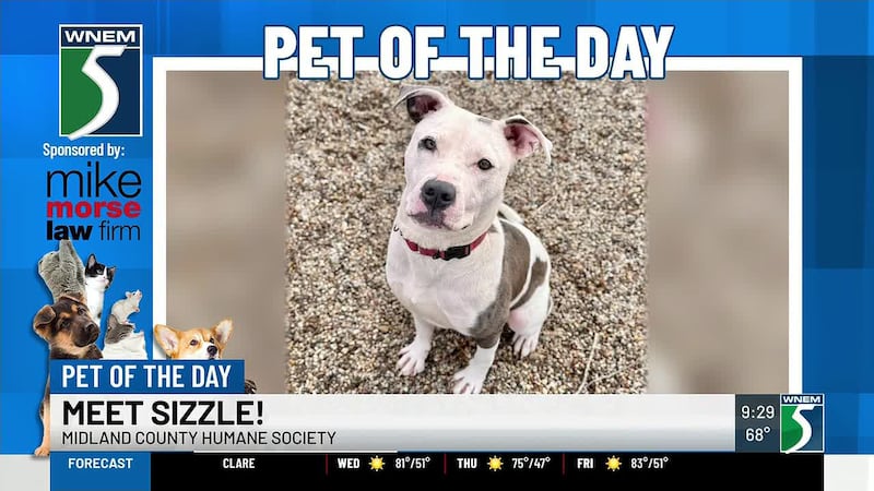 You can contact the Humane Society of Midland County about adopting Sizzle by calling...