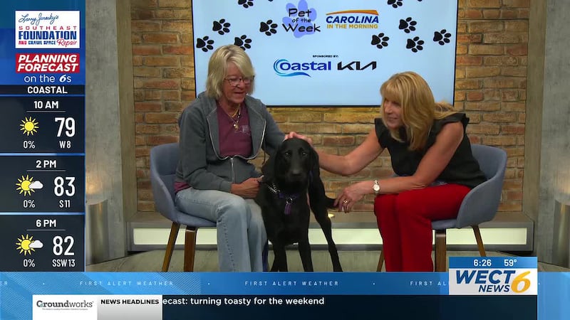 Buddy, a 1-year-old lab mix from Freedom Bridge Animal Rescue, is looking for his forever home.