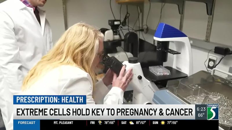 During pregnancy, a mother and baby are connected by a remarkable organ — the placenta.
