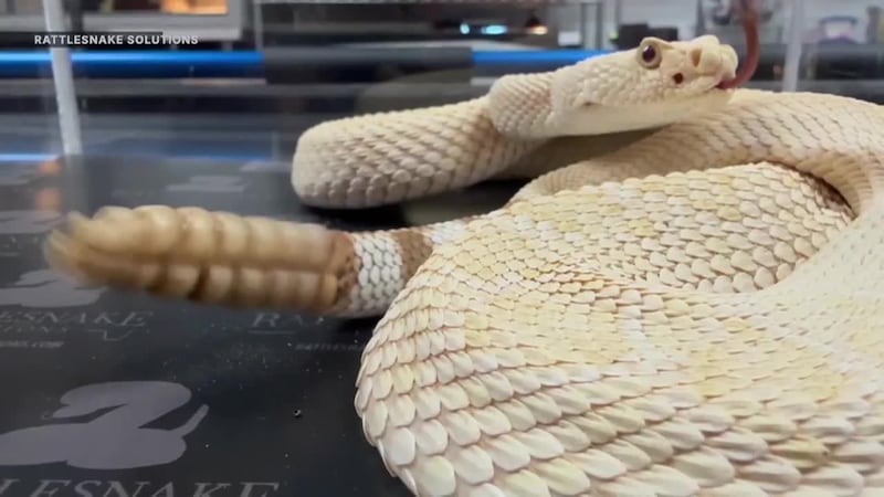 A retired officer traded catching criminals for catching rattlesnakes, but his recent find is...