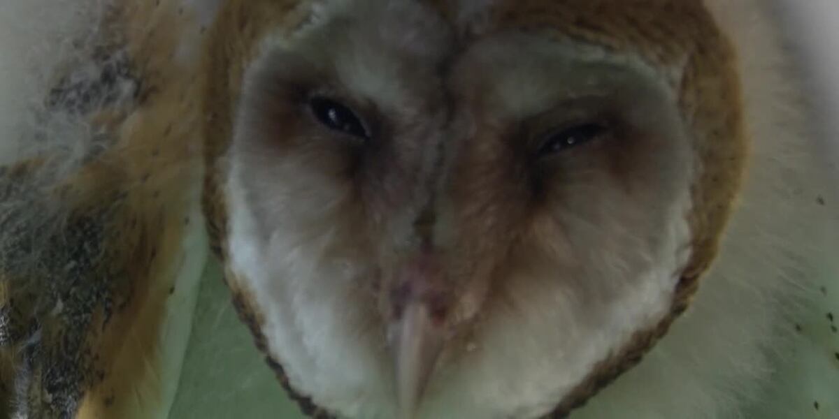 Exclusive interview: Mid-Michigan wildlife rehab center taking care of rare barn owl